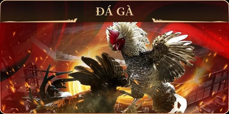 Tuyệt Chiêu Cách Chơi Đá Gà GA28 Tại Rubik88 Bất Bại