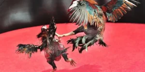 Chinh Phục Cách Chơi Đá Gà Sabong Tại Rubik88 Từ Cao Thủ