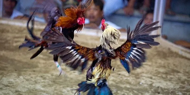 Chinh Phục Cách Chơi Đá Gà Sabong Tại Rubik88 Từ Cao Thủ